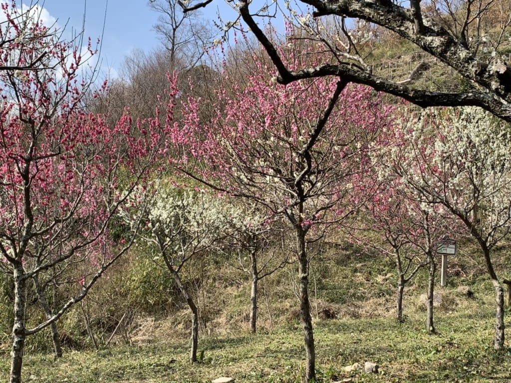 保久良梅林公園