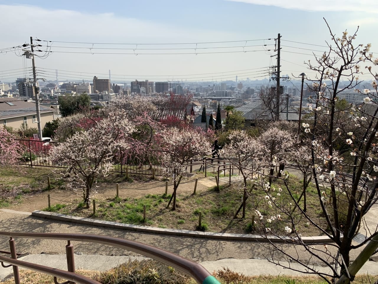 神戸市東灘区 年2月日 岡本梅林公園 行ってきました 現在満開です 梅は岡本 桜は吉野 号外net 神戸市灘区 東灘区