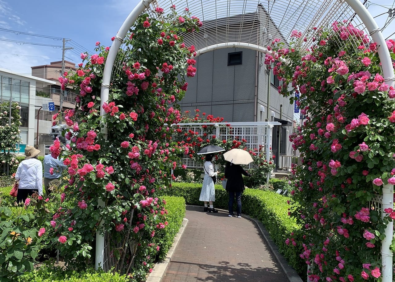 神戸市東灘区 山手幹線沿い 本山街園 バラ園 今年も綺麗に花が咲いていました 今週いっぱいが見ごろです 号外net 神戸市灘区 東灘区