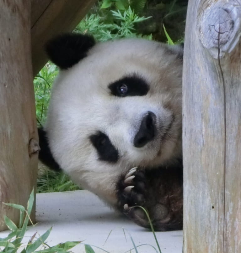 【神戸市灘区】神戸市立王子動物園9月28日からは予約なしで入園可能へ!平日は、ジャイアントパンダ『タンタン』に予約なしで会えるゾ! | 号外 ...