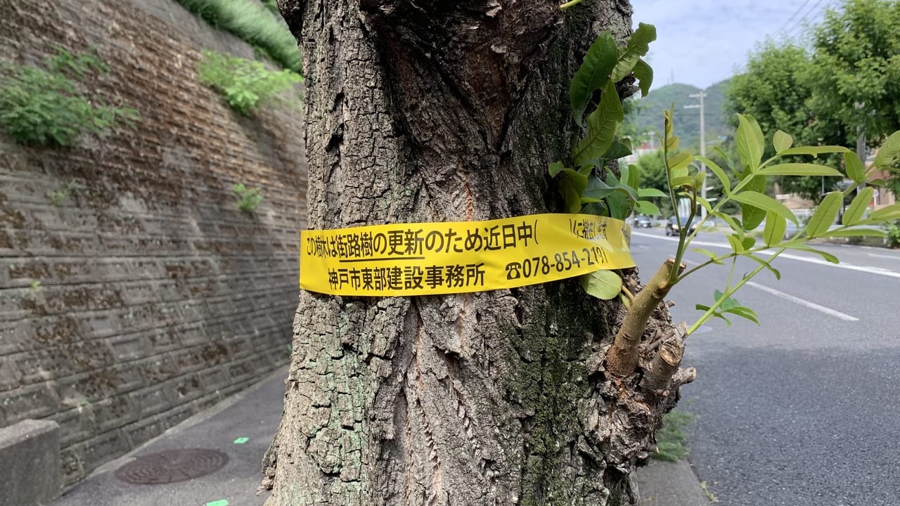 神戸市街路樹更新