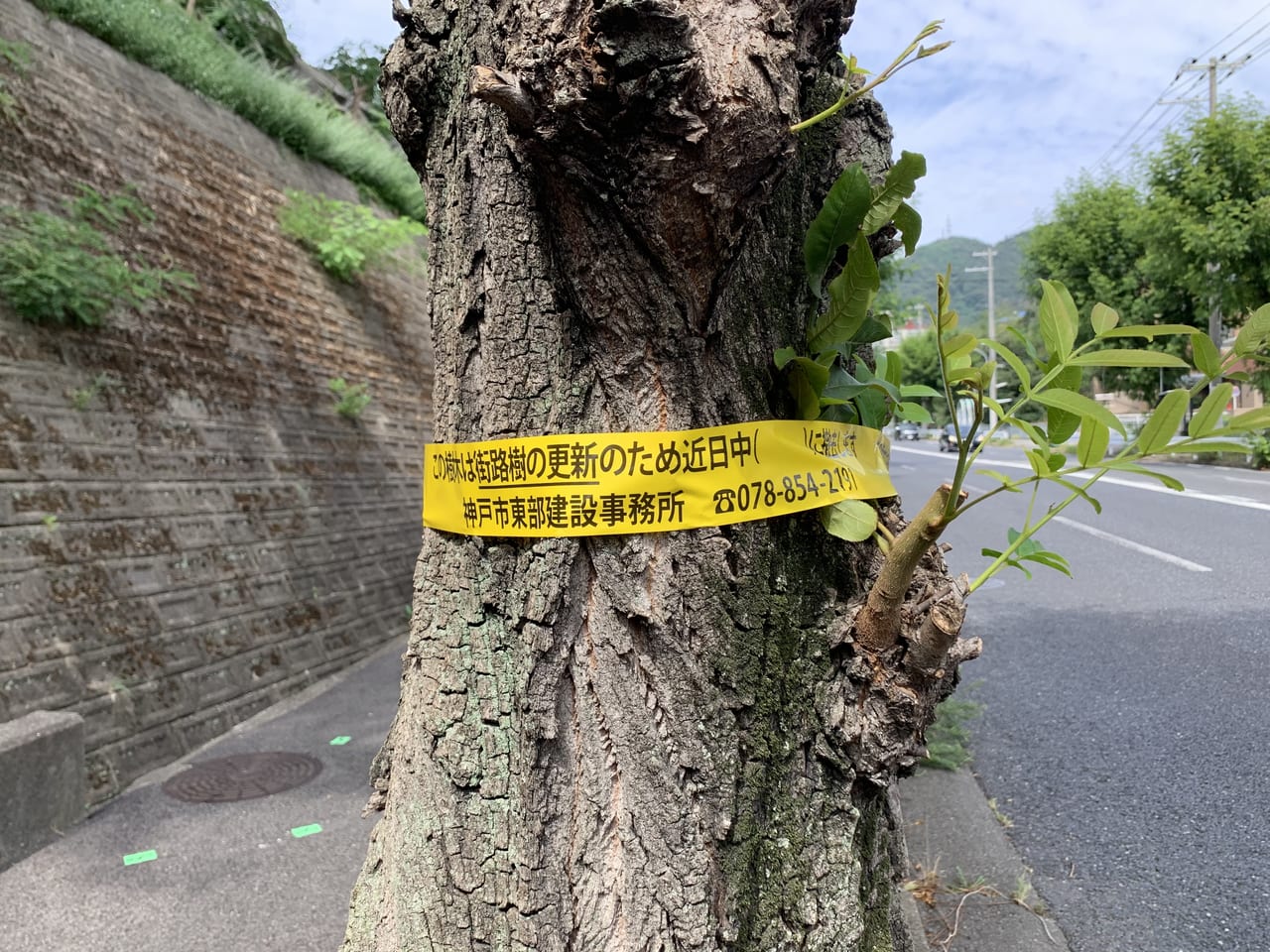 神戸市街路樹更新