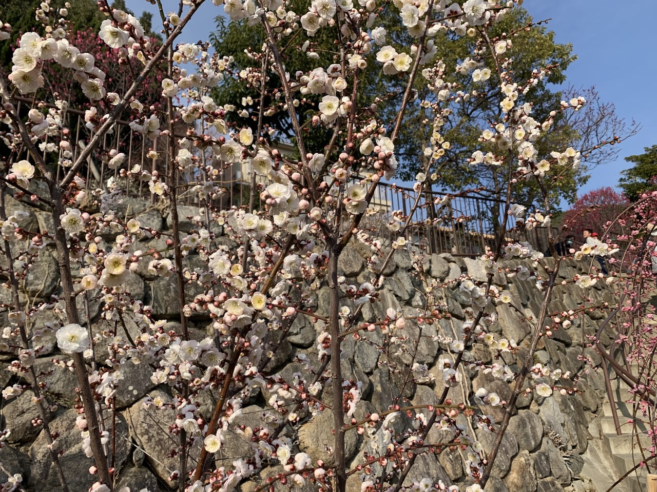 神戸市東灘区 満開です 岡本梅林公園 の梅は 今から数週間が見頃の品種が多いですよ 21年2月日 開花情報 号外net 神戸市灘区 東灘区