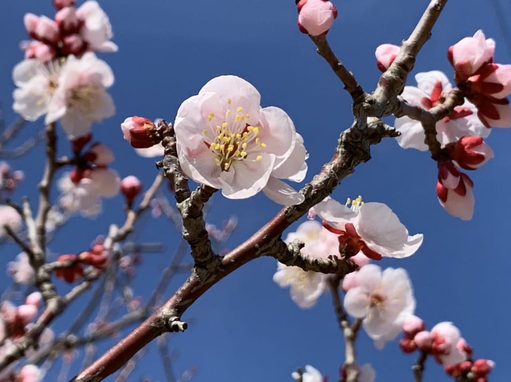 三角公園