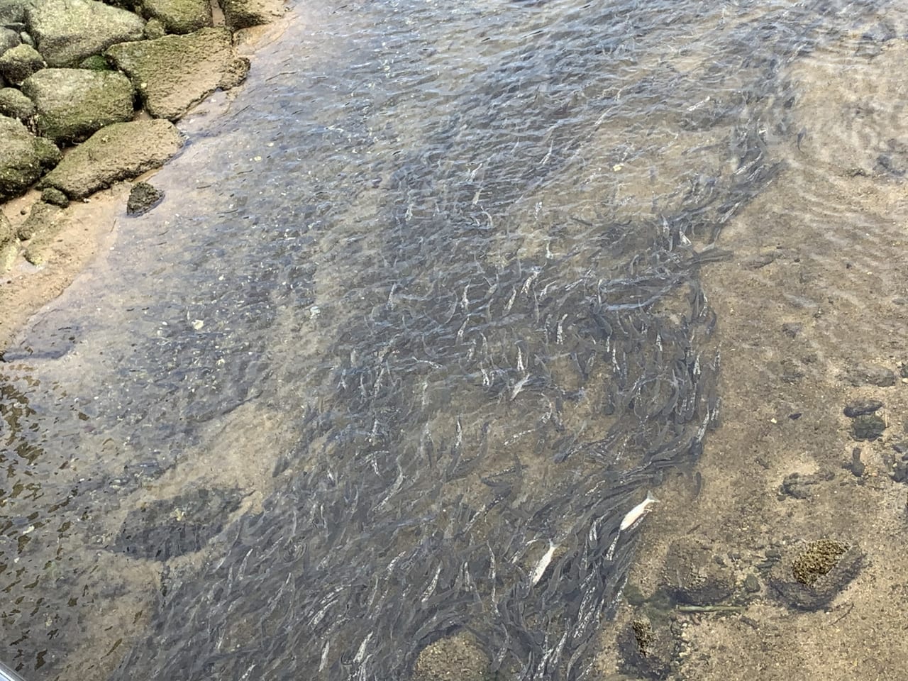 発生 ボラ 大量 たまに淡水魚のボラが川に大量発生したというニュースが流れますが