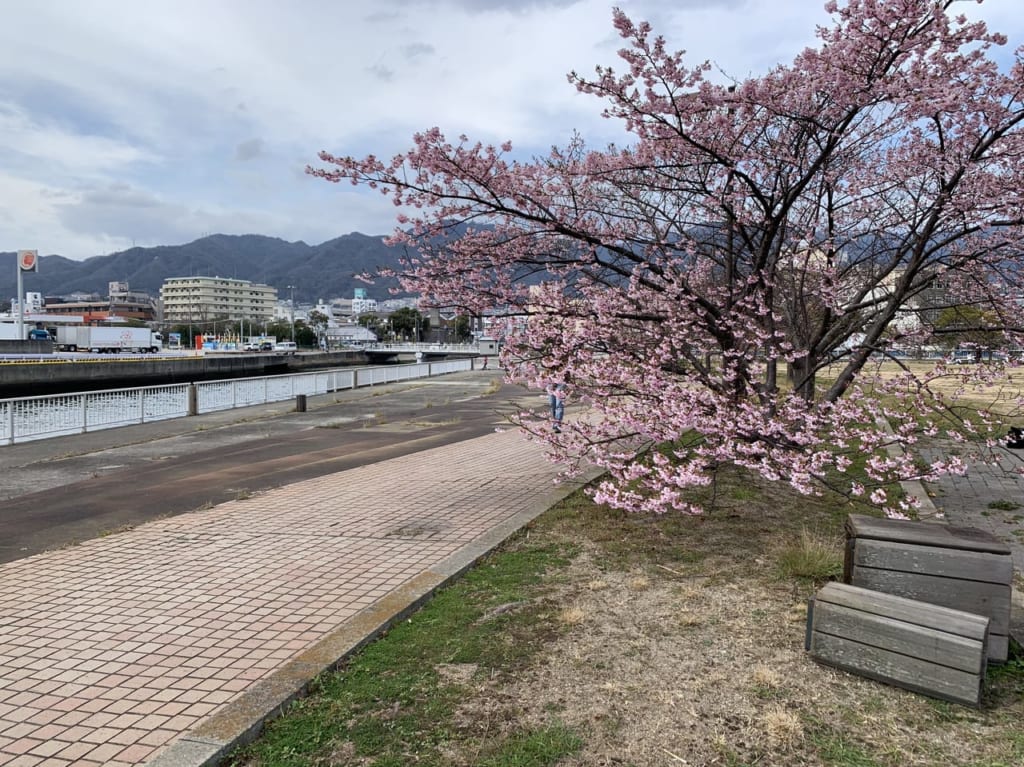 【神戸市灘区】「灘浜緑地」で、河津桜が見ごろです。お隣り、神戸製鋼が運営する『灘浜サイエンススクエア』無料施設もおススメです。 | 号外NET ...