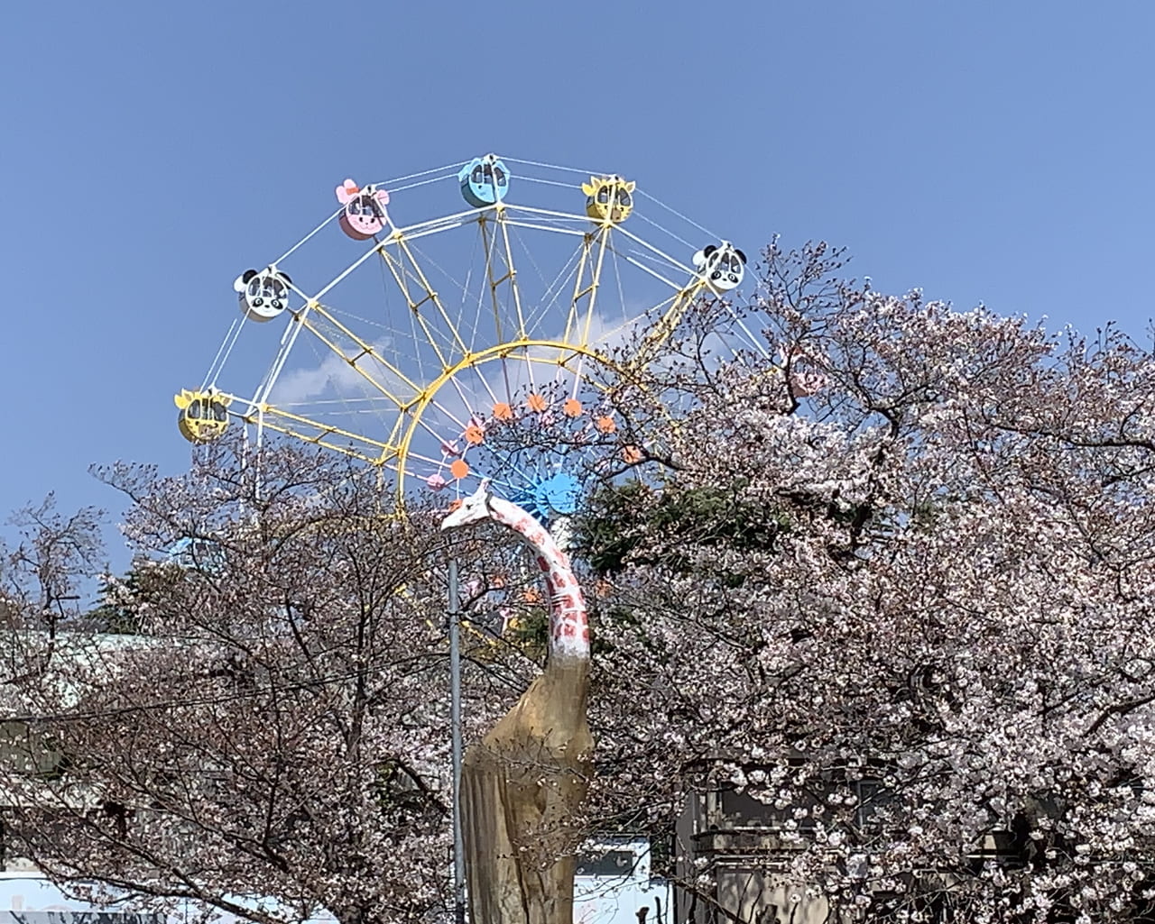 神戸市灘区 21年 神戸市立王子動物園 の 夜桜通り抜け 中止 王子公園周辺のソメイヨシノは これから見ごろですよ 号外net 神戸市灘区 東灘区
