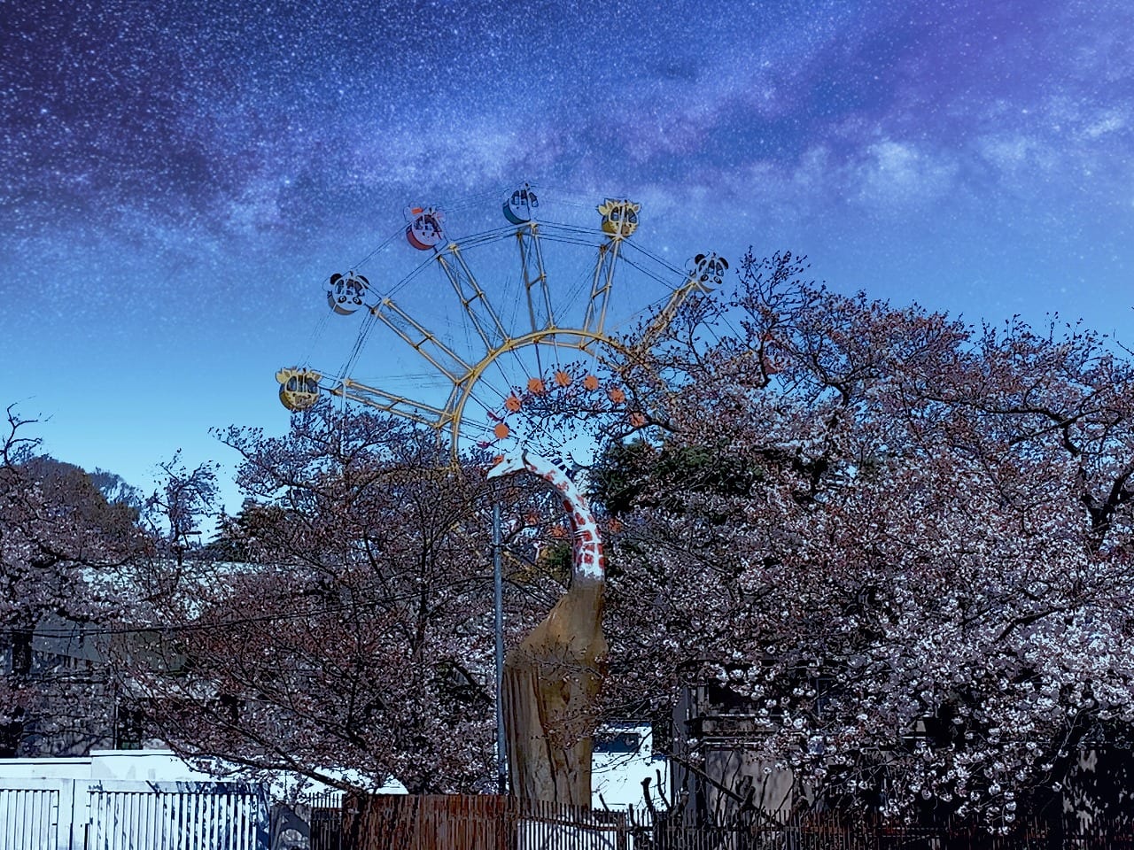 王子動物園 夜間桜