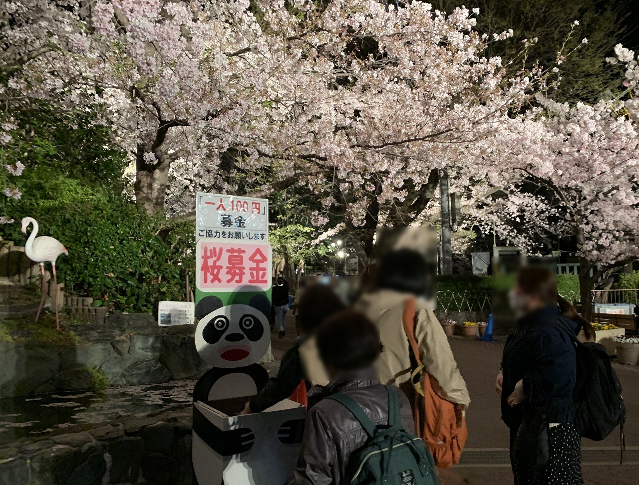 募金・神戸市立王子動物園 夜桜の通り抜け