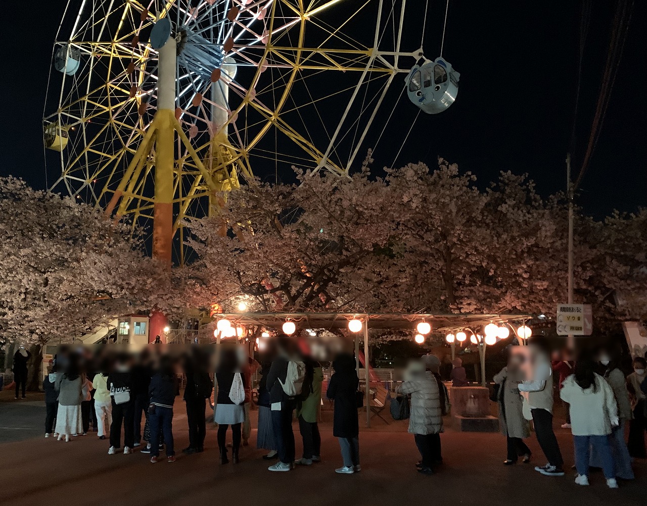 神戸市立王子動物園 夜桜の通り抜け