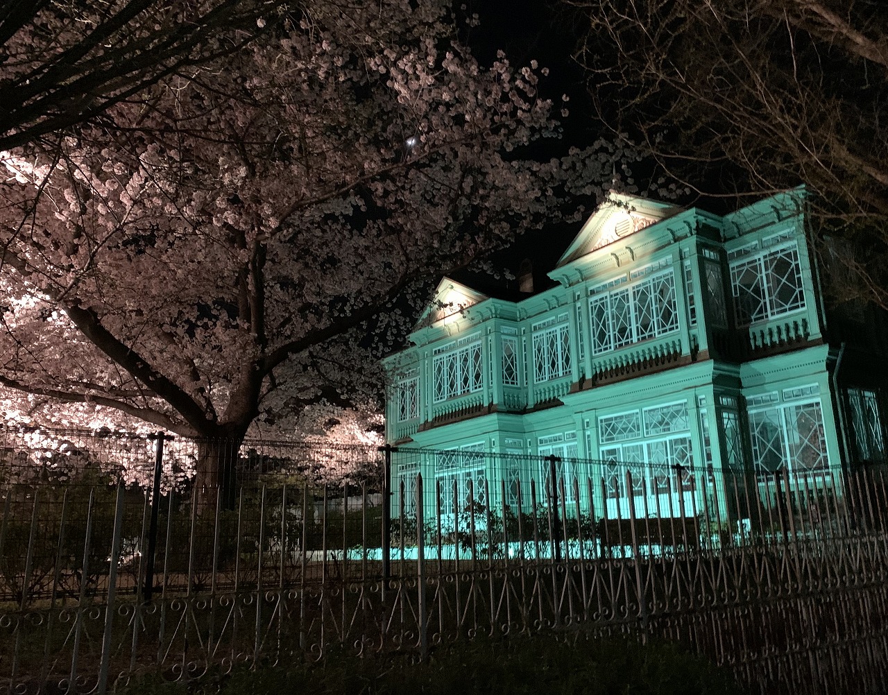 神戸市立王子動物園 夜桜の通り抜け