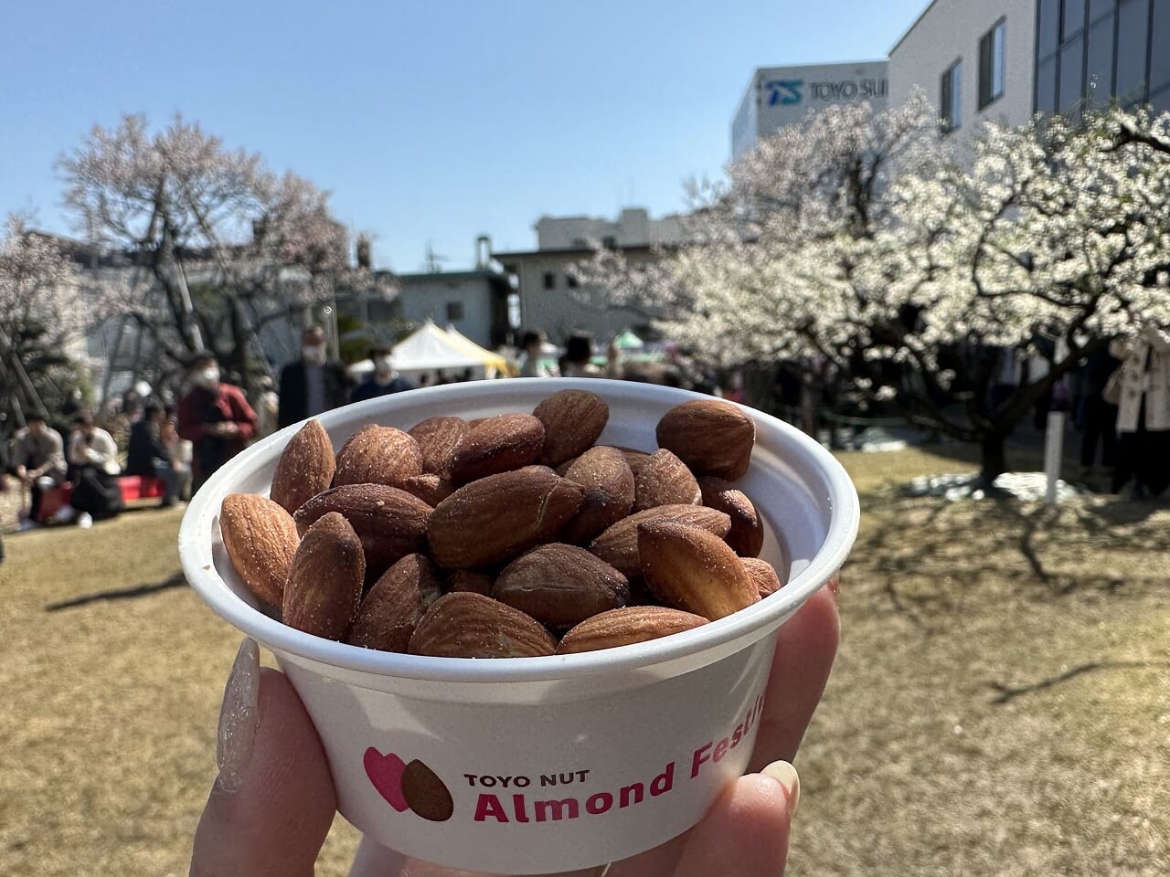 第34回 アーモンドフェスティバル