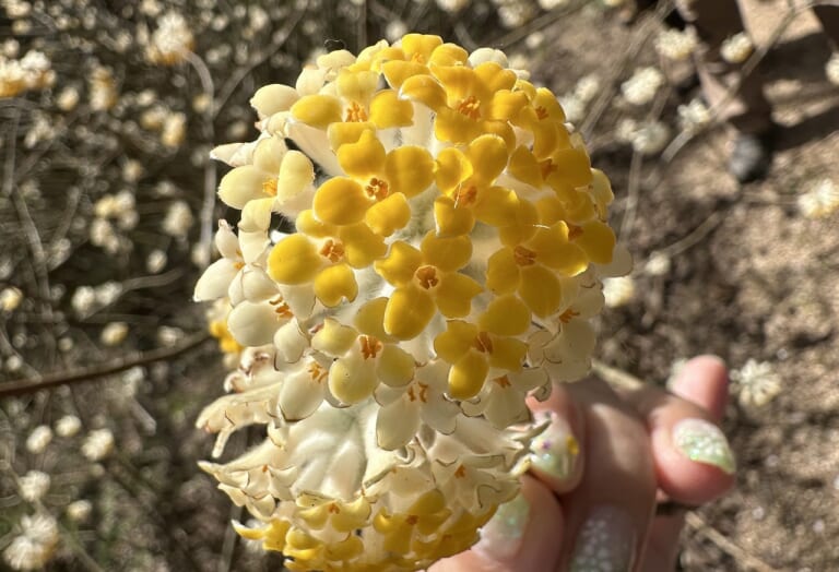 神戸市立森林植物園