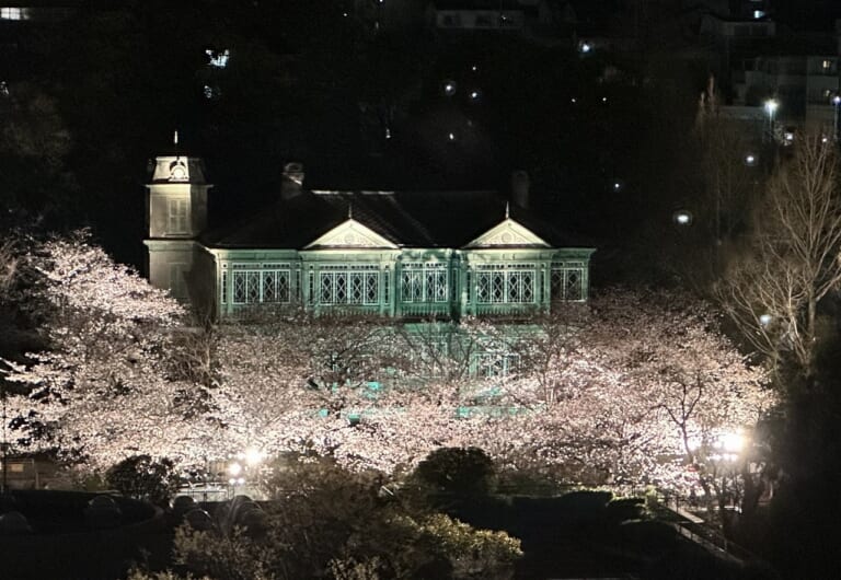 神戸市立王子動物園「夜桜通り抜け」