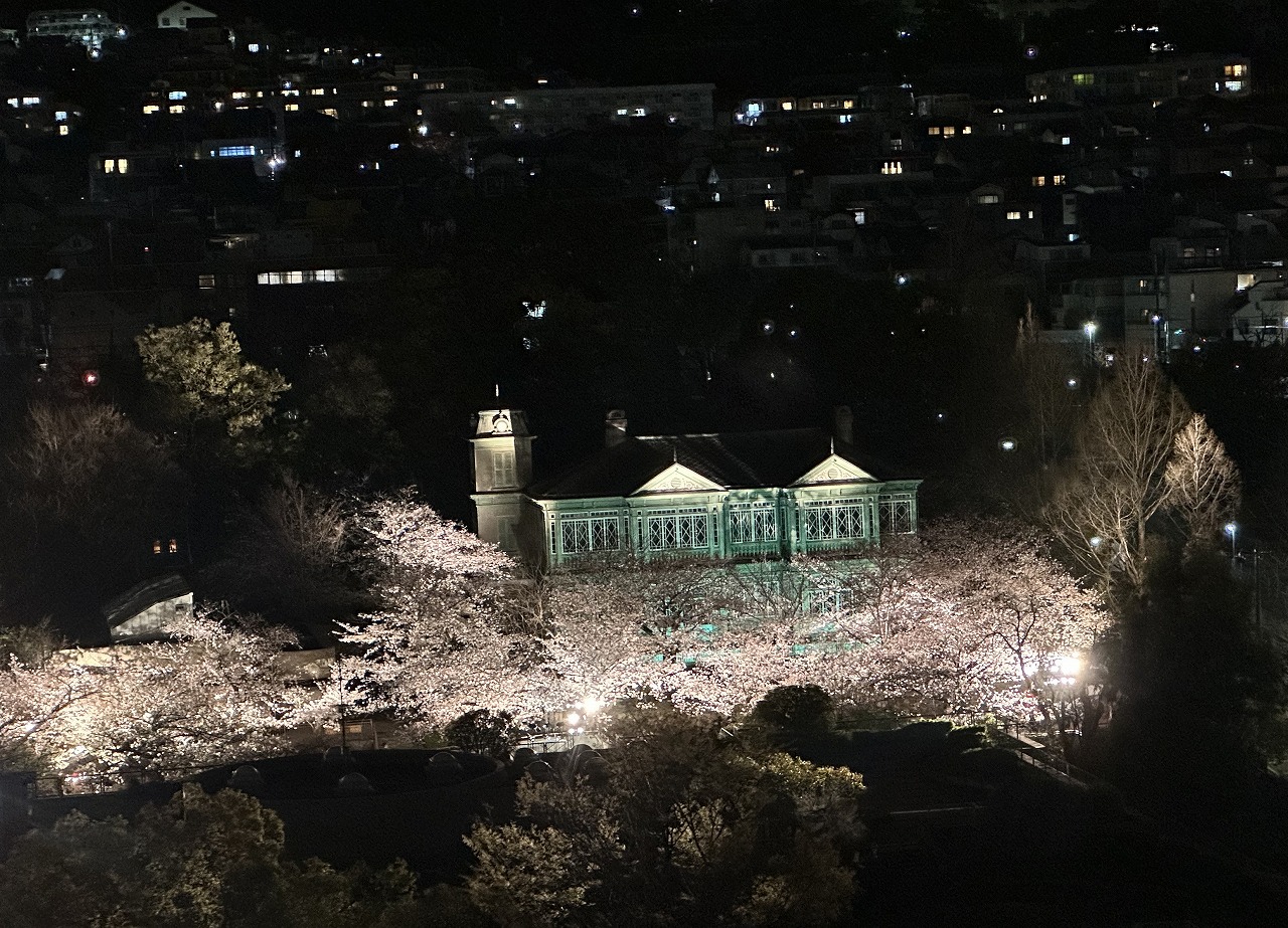 神戸市立王子動物園「夜桜通り抜け」