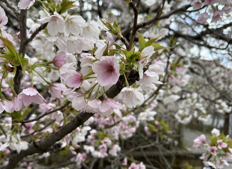 岡本南公園（桜守公園）