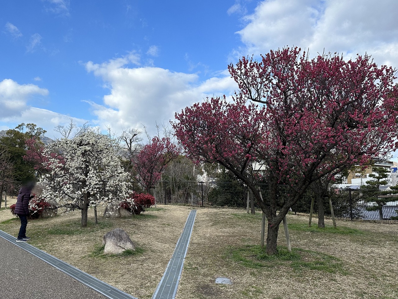 石屋川公園　梅