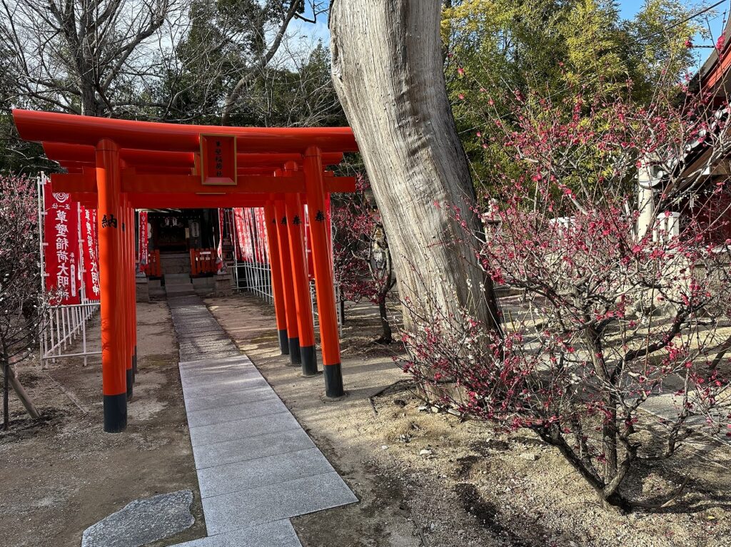 梅がゆ 接待もあり♪ 御影の天神様「綱敷天満神社」『梅花祭』2月25日に開催されます。