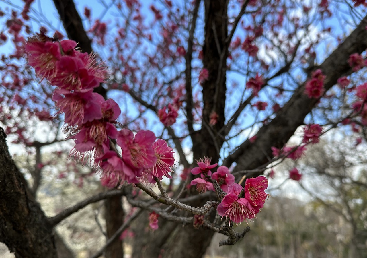 石屋川公園　梅