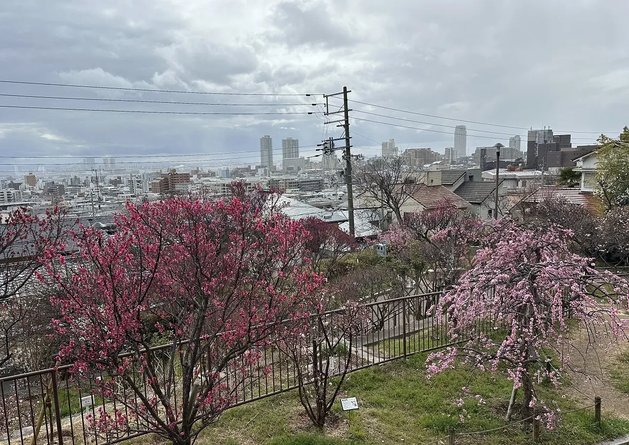 岡本梅林公園、紅梅は満開間近。白梅これからです！ 2025年3月7日の開花状況を撮影してきました。