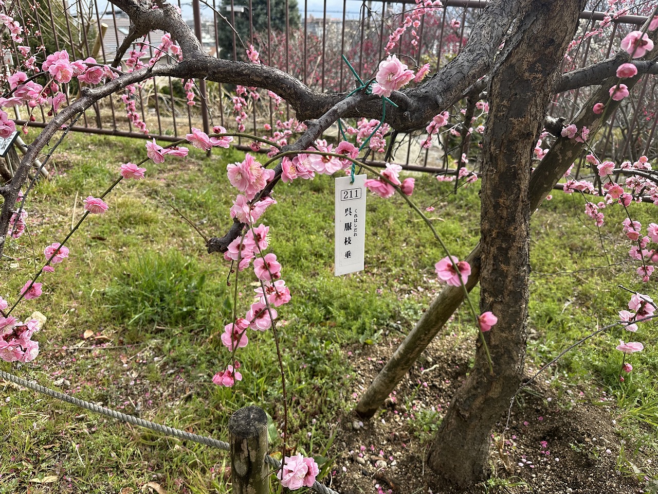 岡本梅林公園、紅梅は満開間近。白梅これからです！ 2025年3月7日の開花状況を撮影してきました。