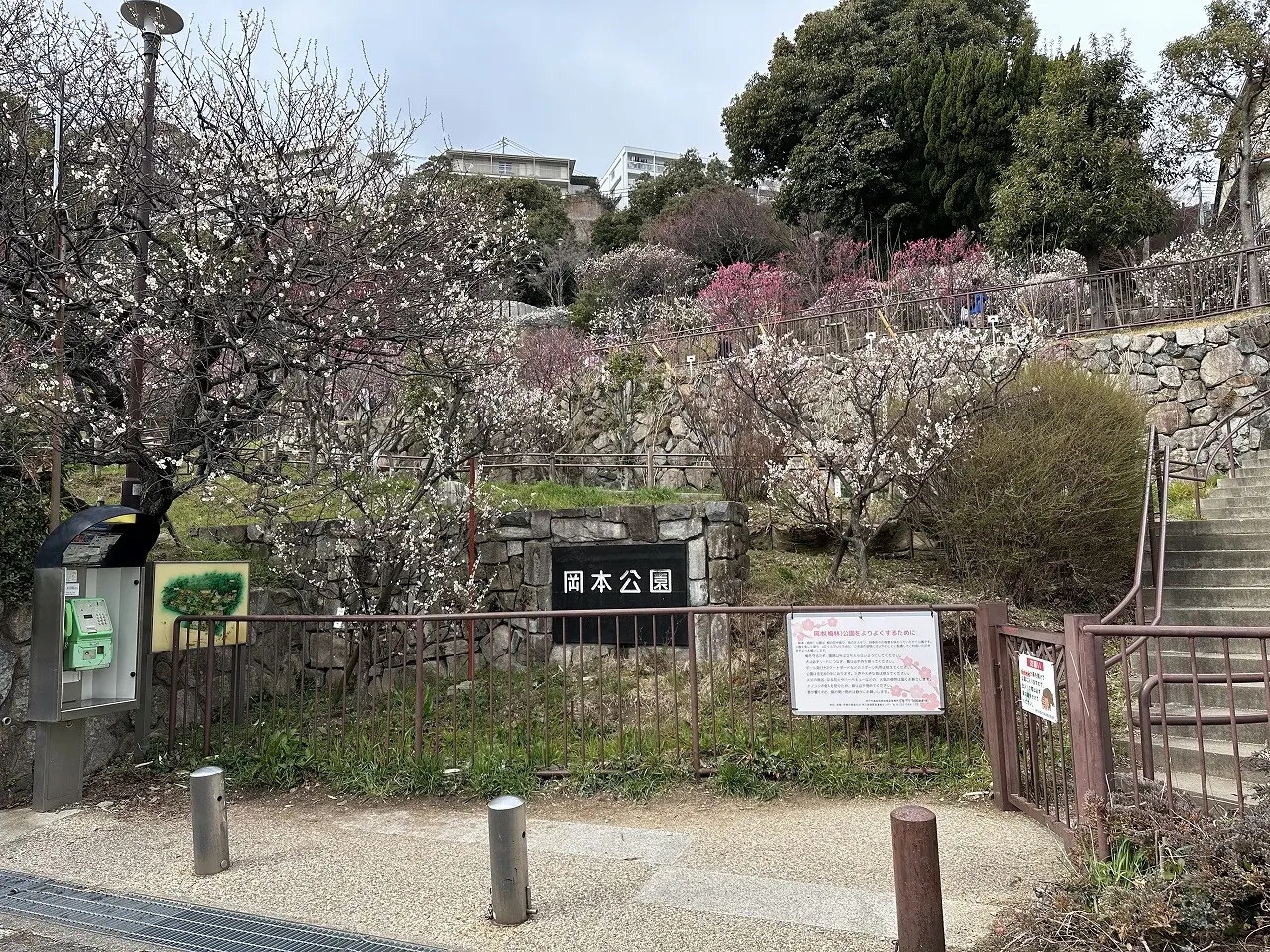 岡本梅林公園、紅梅は満開間近。白梅これからです！ 2025年3月7日の開花状況を撮影してきました。