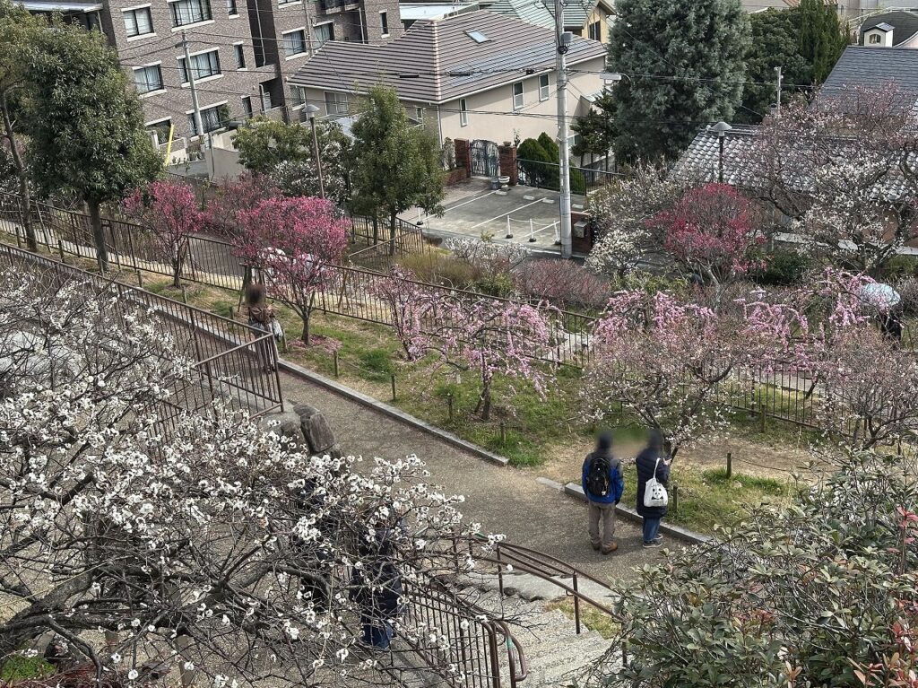 岡本梅林公園、紅梅は満開間近。白梅これからです！ 2025年3月7日の開花状況を撮影してきました。