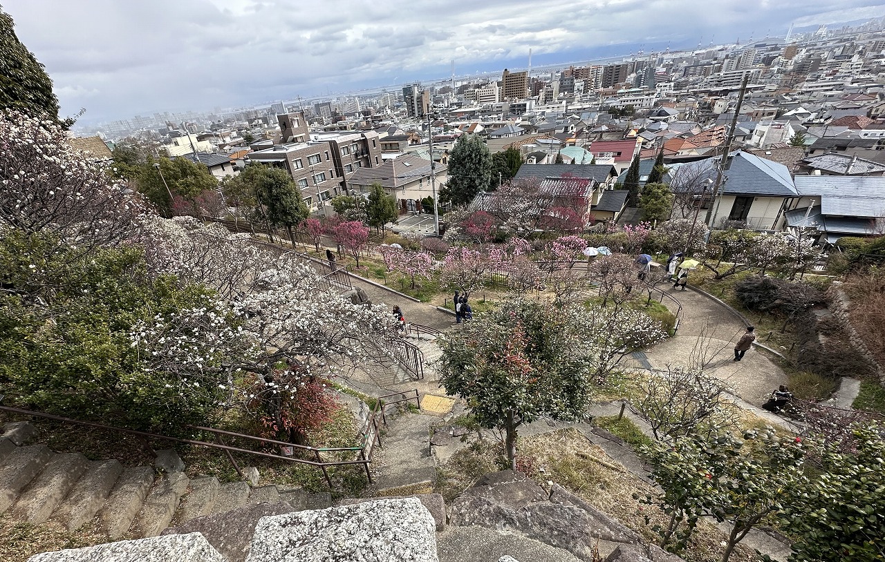 岡本梅林公園、紅梅は満開間近。白梅これからです！ 2025年3月7日の開花状況を撮影してきました。