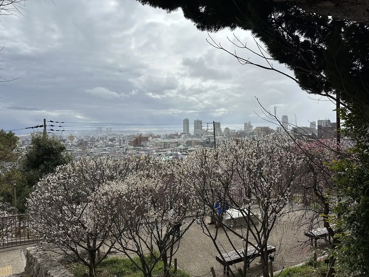 岡本梅林公園、紅梅は満開間近。白梅これからです！ 2025年3月7日の開花状況を撮影してきました。