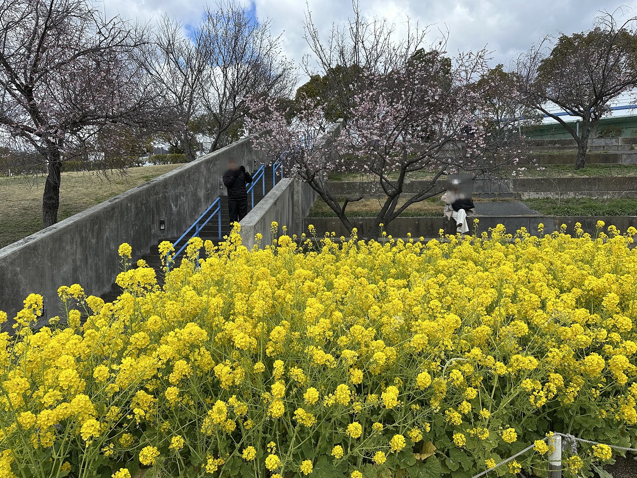 2025年3月19日 河津桜 ＆ 菜の花「西郷川河口公園」ようやく見頃です♪ 去年より3週間は遅い…。