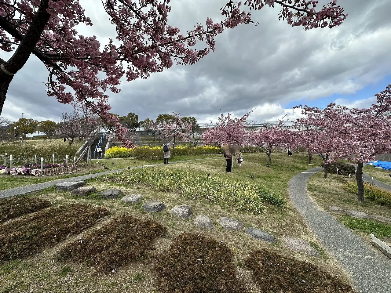 2025年3月19日 河津桜 ＆ 菜の花「西郷川河口公園」ようやく見頃です♪ 去年より3週間は遅い…。