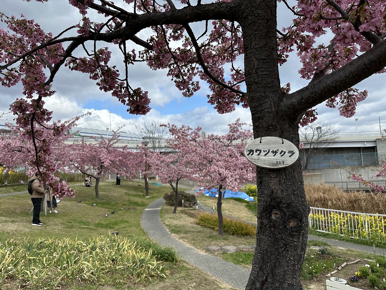 2025年3月19日 河津桜 ＆ 菜の花「西郷川河口公園」ようやく見頃です♪ 去年より3週間は遅い…。