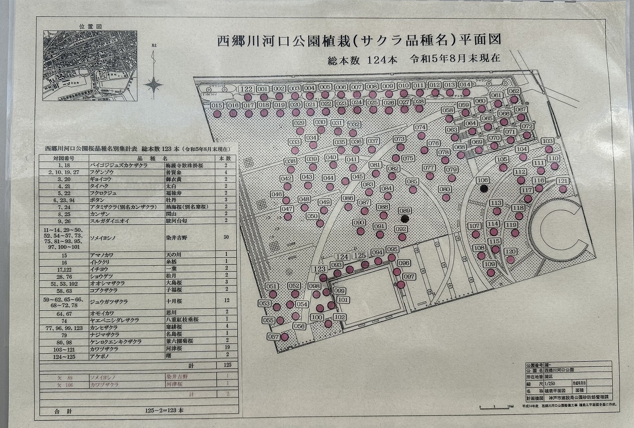 2025年3月19日 河津桜 ＆ 菜の花「西郷川河口公園」ようやく見頃です♪ 去年より3週間は遅い…。