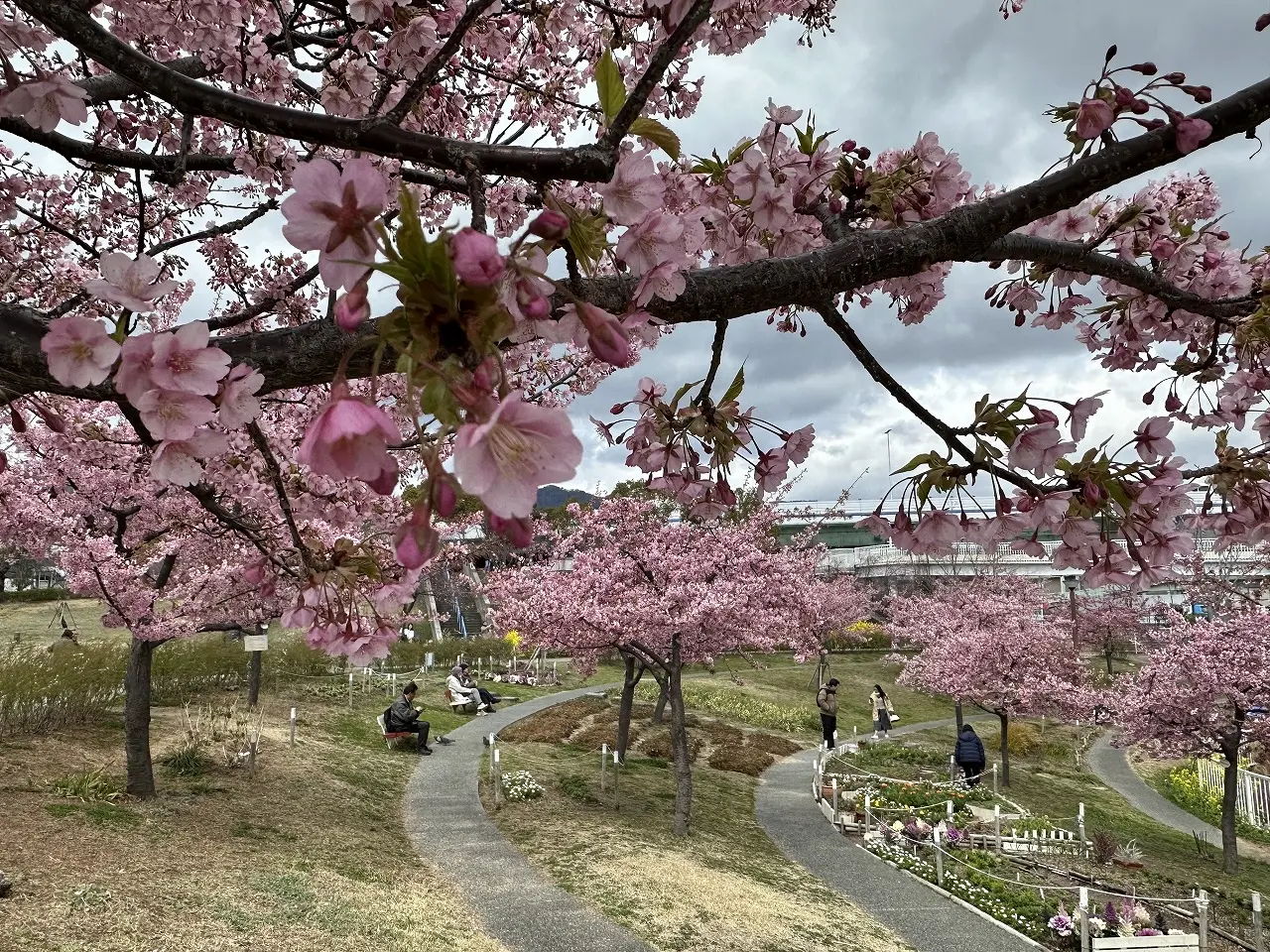 2025年3月19日 河津桜 ＆ 菜の花「西郷川河口公園」ようやく見頃です♪ 去年より3週間は遅い…。