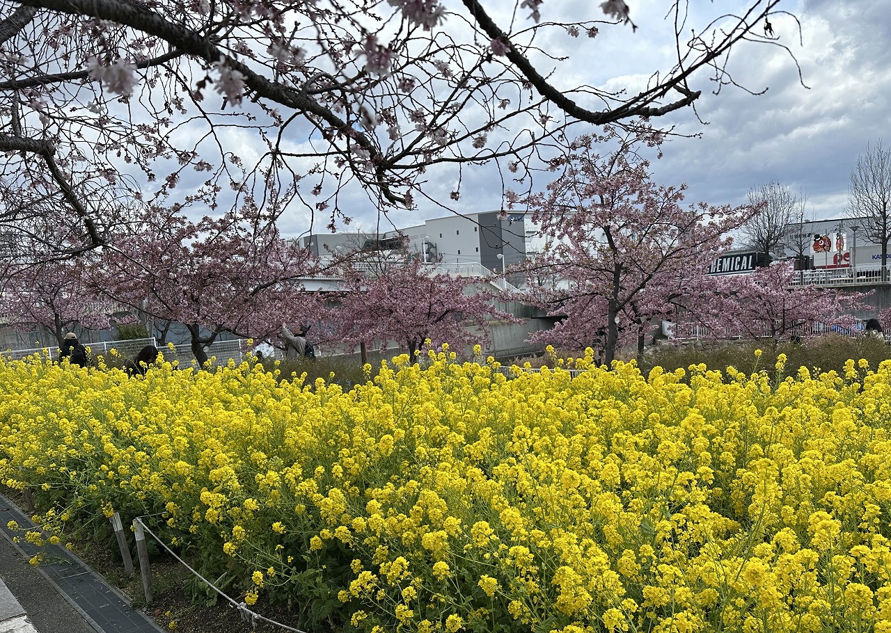 2025年3月19日 河津桜 ＆ 菜の花「西郷川河口公園」ようやく見頃です♪ 去年より3週間は遅い…。