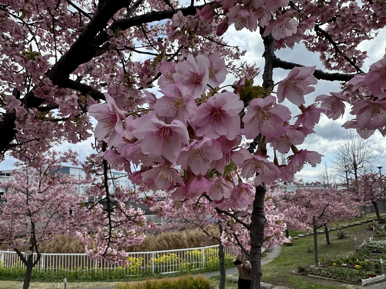 2025年3月19日 河津桜 ＆ 菜の花「西郷川河口公園」ようやく見頃です♪ 去年より3週間は遅い…。