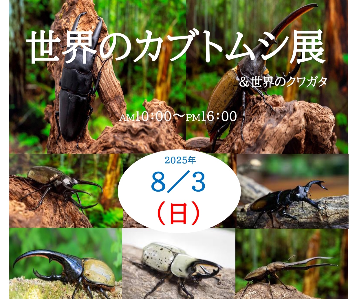 【神戸市】毎年大盛況！ 夏休み恒例の昆虫イベント 「世界のカブトムシ襲来！＆世界のクワガタ」 8月3日開催 in 神戸ハーバーランド