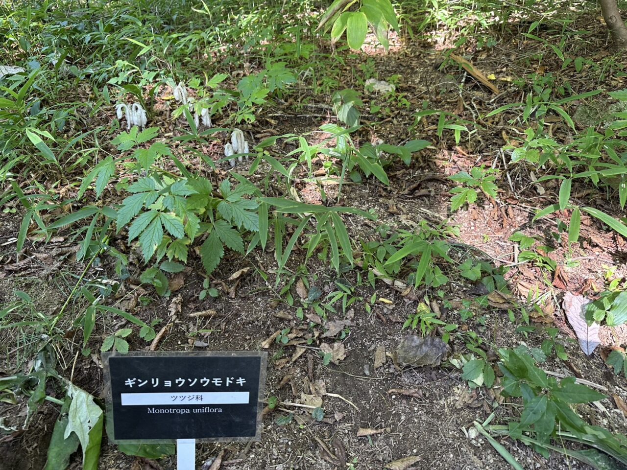 ギンリョウソウモドキ