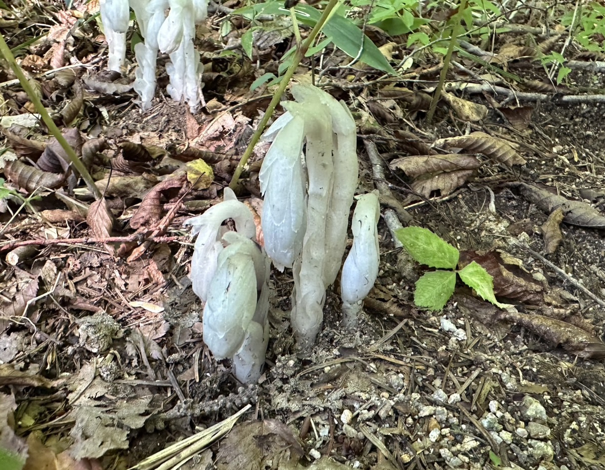 ギンリョウソウモドキ