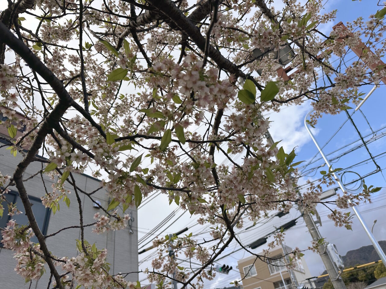 【神戸市灘区】六甲交番そばで冬に咲く珍しい桜を発見！ AIも正解できなかった「ヒマラヤザクラ」の正体とは？