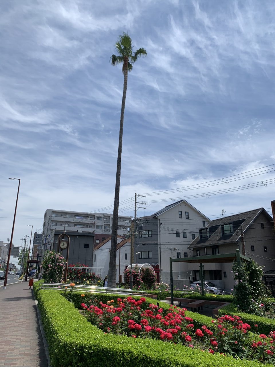 実は…あの、空に向かってスラ〜ッと伸びていたヤシの木が、なくなっているんです！