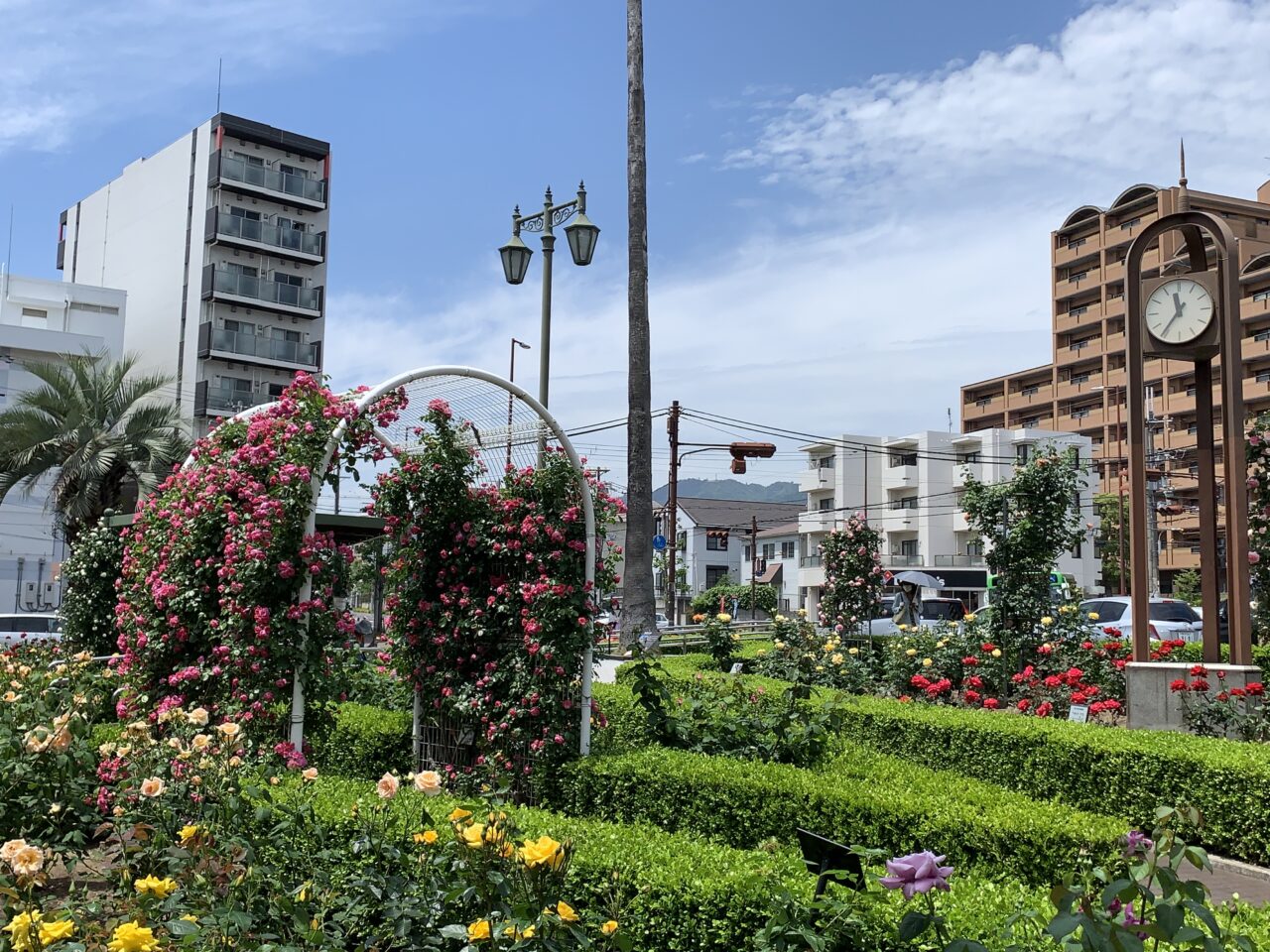 【神戸市東灘区】異変…。あの“ひょろ～っとしたヤシの木”が…ない！？本山街園（バラ公園）で静かに起きていた変化