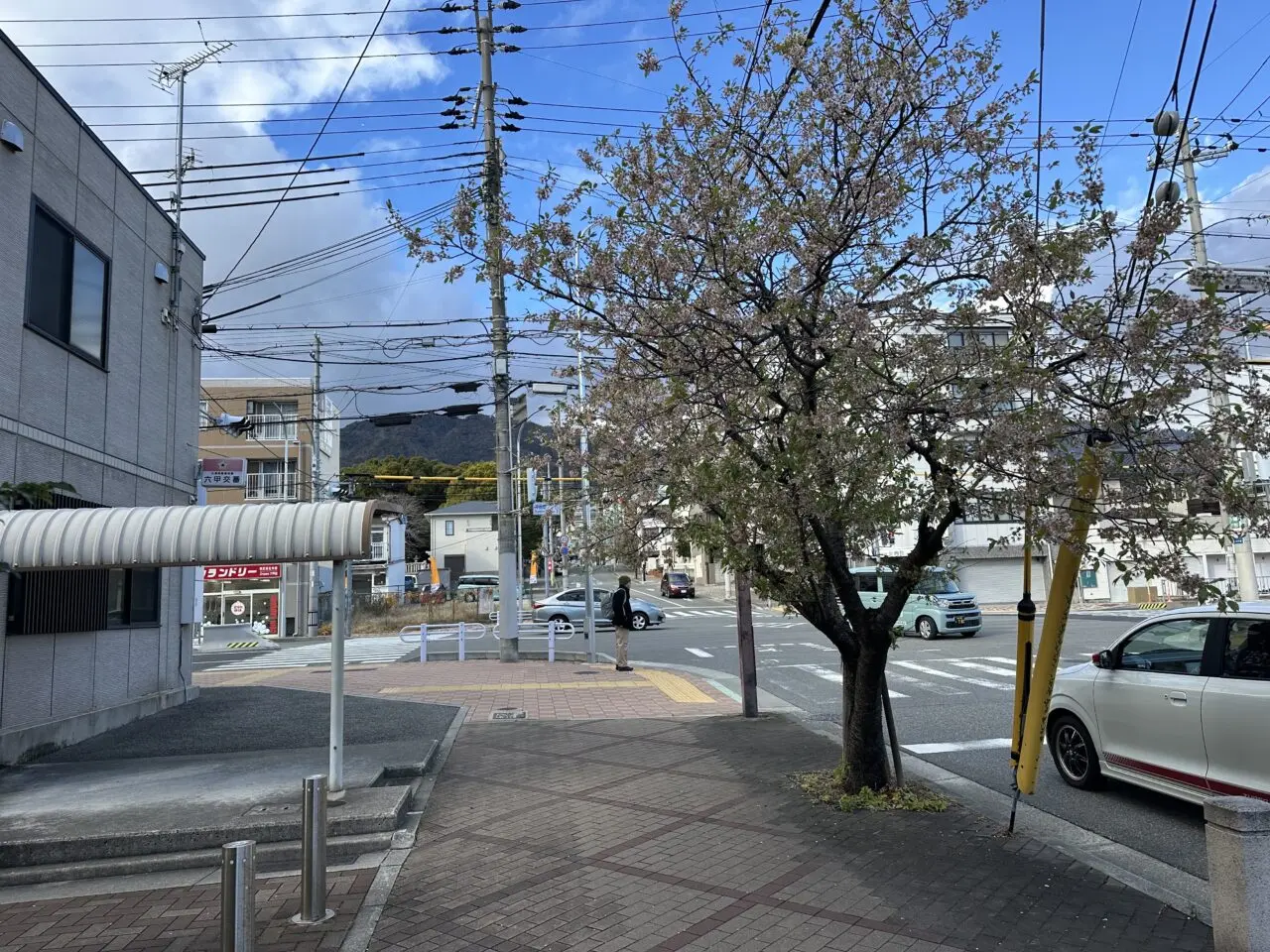 【神戸市灘区】六甲交番そばで冬に咲く珍しい桜を発見！ AIも正解できなかった「ヒマラヤザクラ」の正体とは？