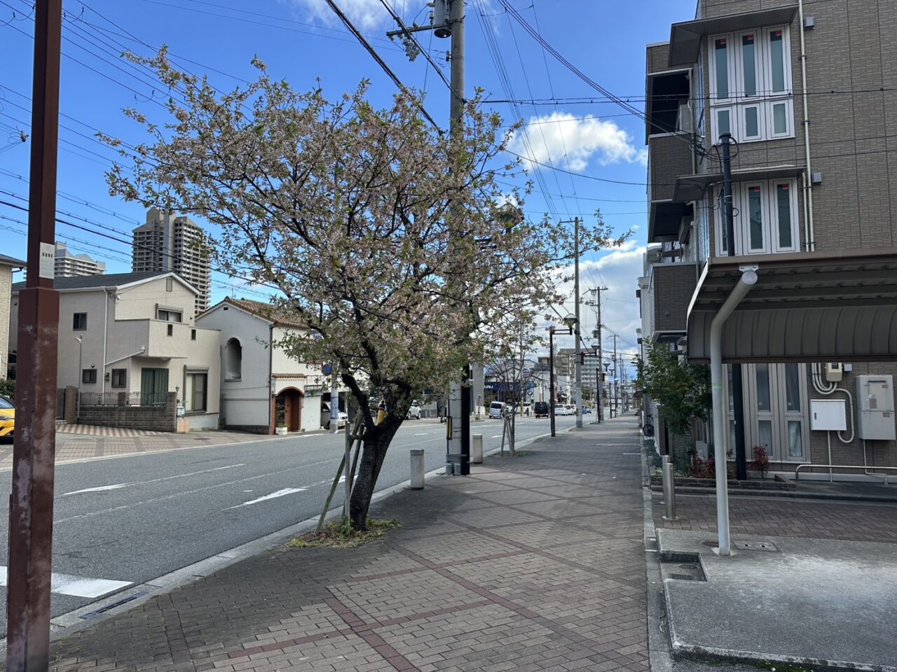 【神戸市灘区】六甲交番そばで冬に咲く珍しい桜を発見！ AIも正解できなかった「ヒマラヤザクラ」の正体とは？
