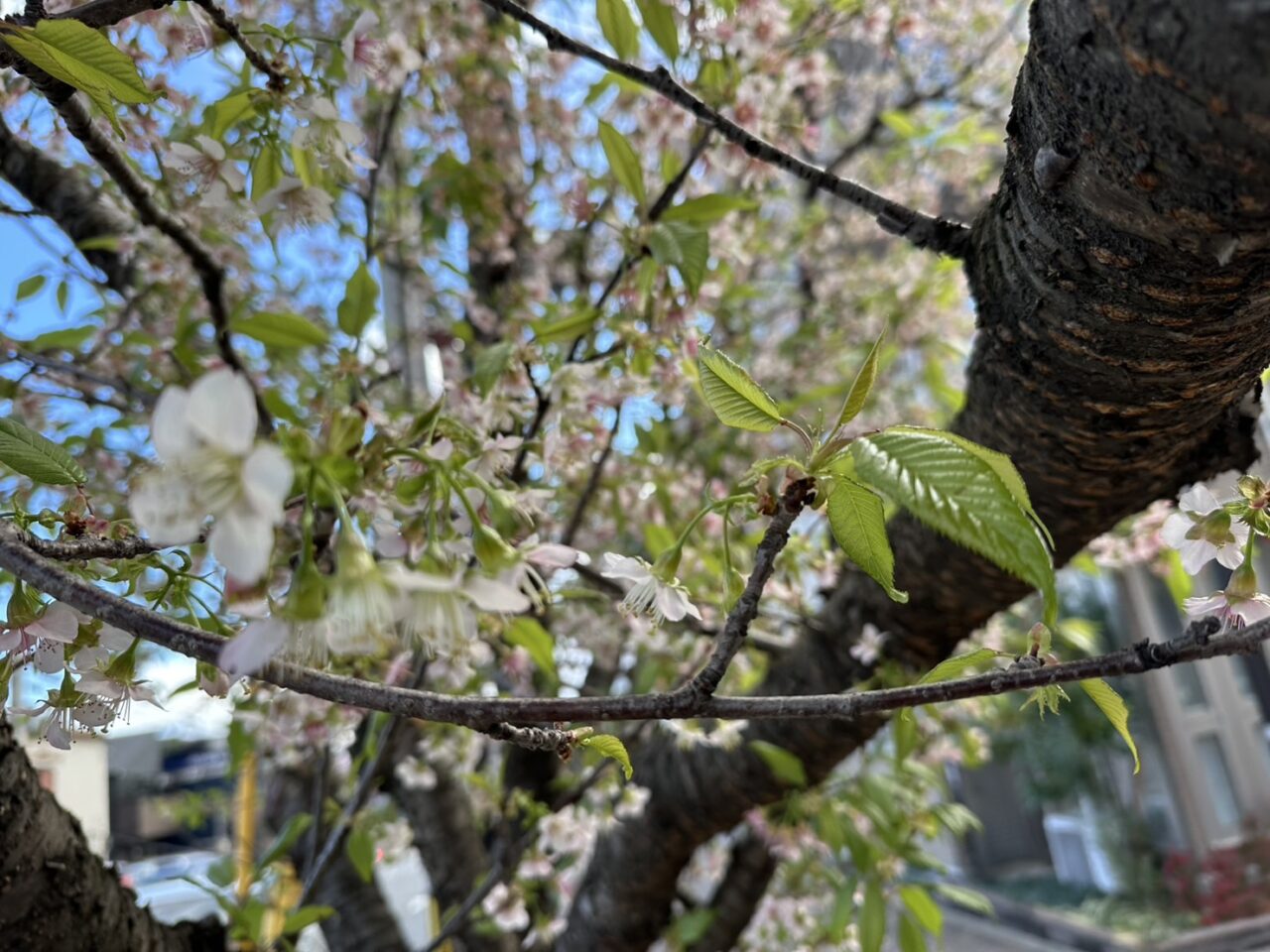 【神戸市灘区】六甲交番そばで冬に咲く珍しい桜を発見！ AIも正解できなかった「ヒマラヤザクラ」の正体とは？