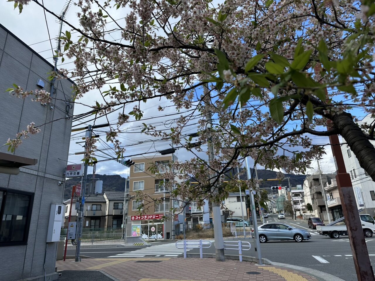 【神戸市灘区】六甲交番そばで冬に咲く珍しい桜を発見！ AIも正解できなかった「ヒマラヤザクラ」の正体とは？
