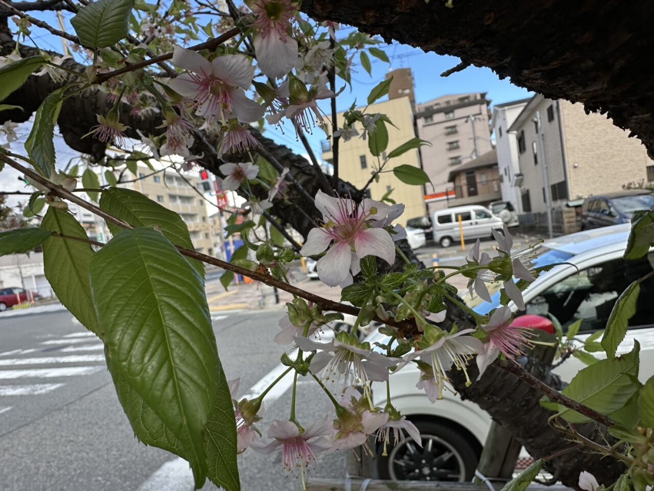 【神戸市灘区】六甲交番そばで冬に咲く珍しい桜を発見！ AIも正解できなかった「ヒマラヤザクラ」の正体とは？