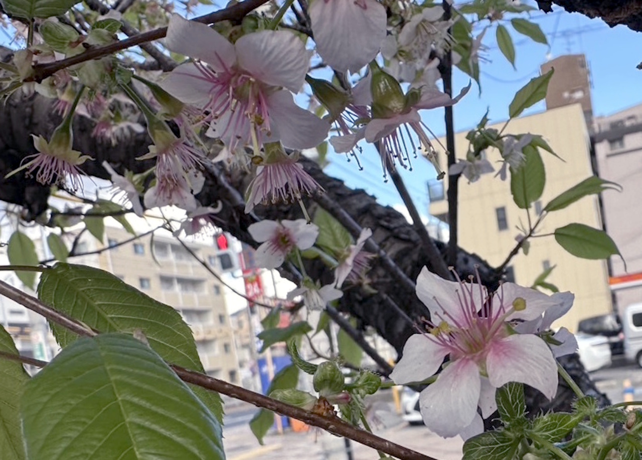 【神戸市灘区】六甲交番そばで冬に咲く珍しい桜を発見！ AIも正解できなかった「ヒマラヤザクラ」の正体とは？