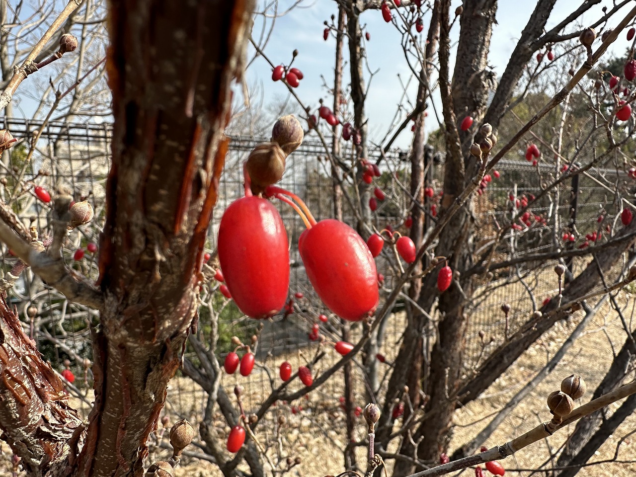 【神戸市東灘区】綱敷天満神社で「初天神祭」告知。境内の梅はまだ…でも石屋川沿いの紅梅が咲き始めています♪