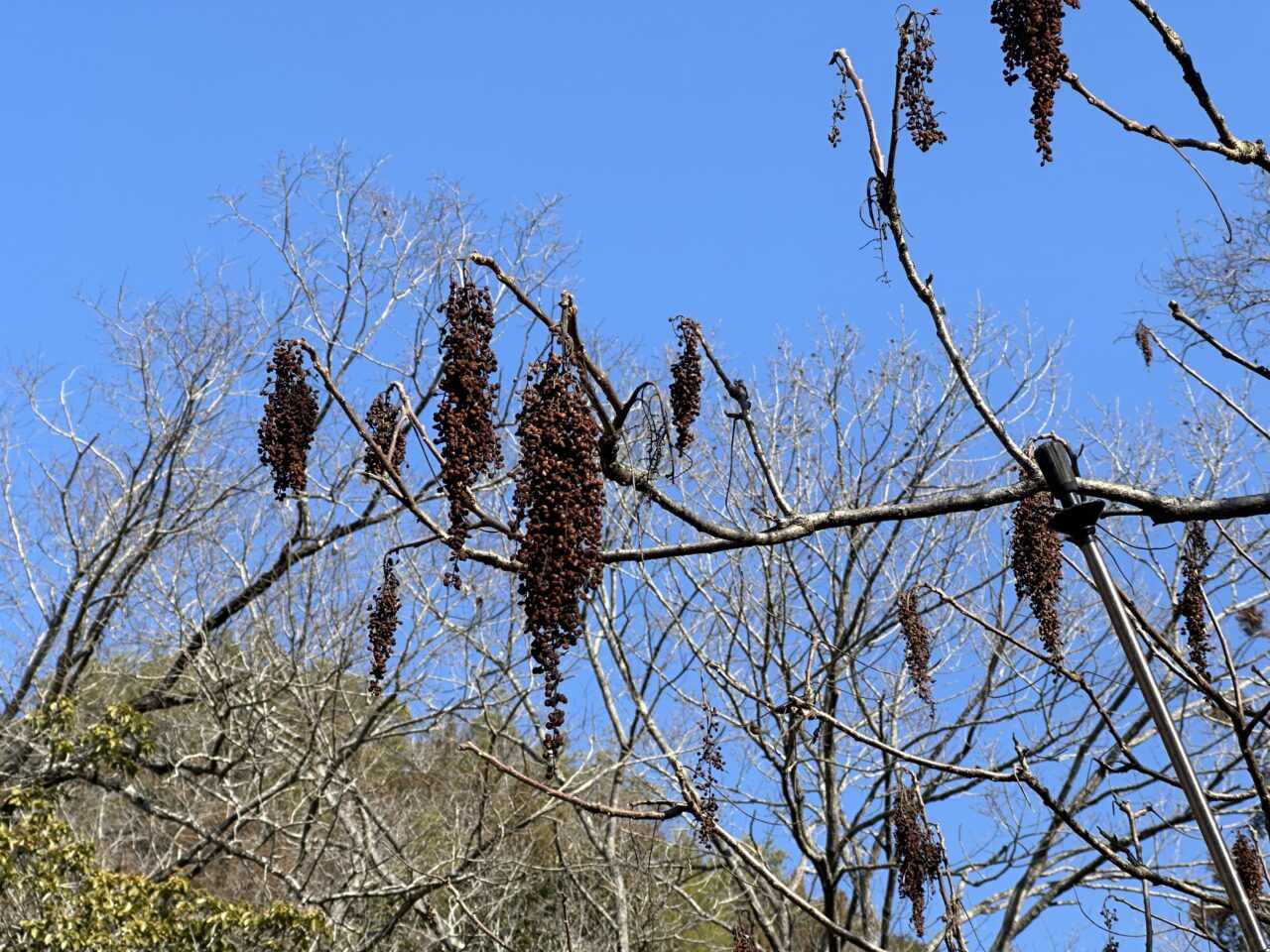 参加費無料で自然観察と工作体験